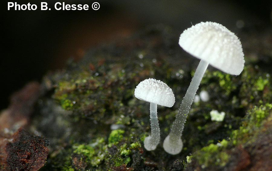 Mycena tenerrima (Mycena adscendens)