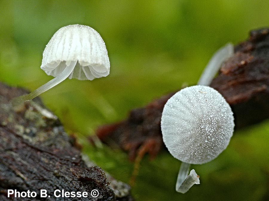 Mycena tenerrima (Mycena adscendens)