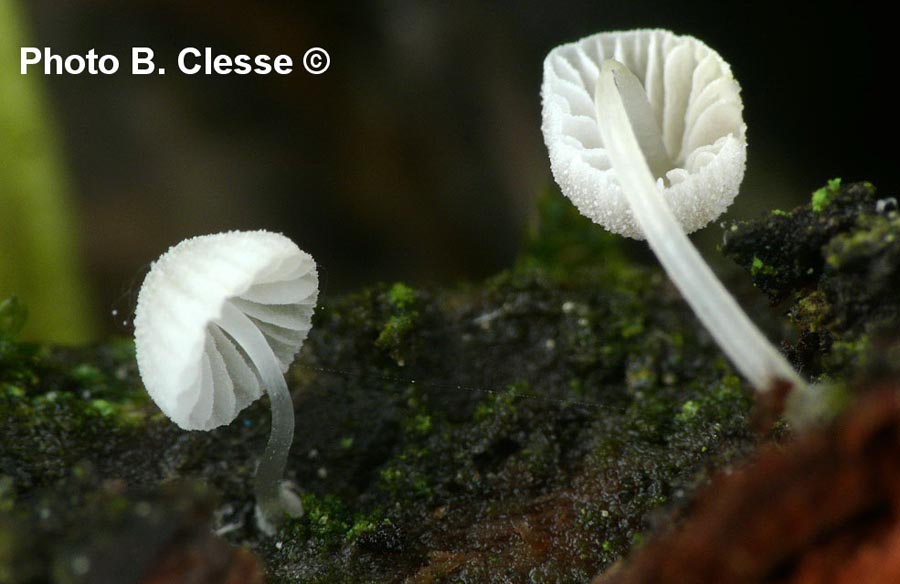 Mycena tenerrima (Mycena adscendens)