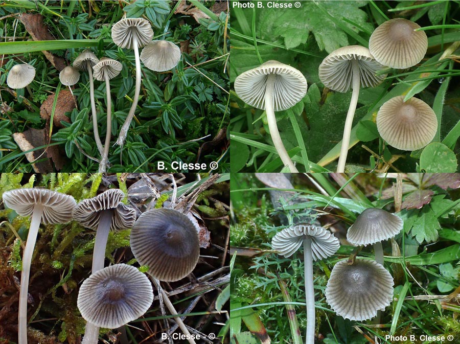 Mycena aetites