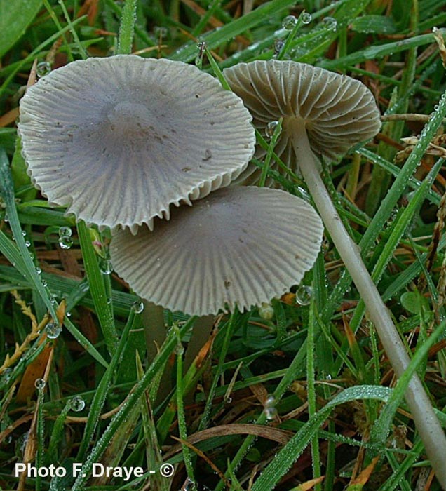 Mycena aetites