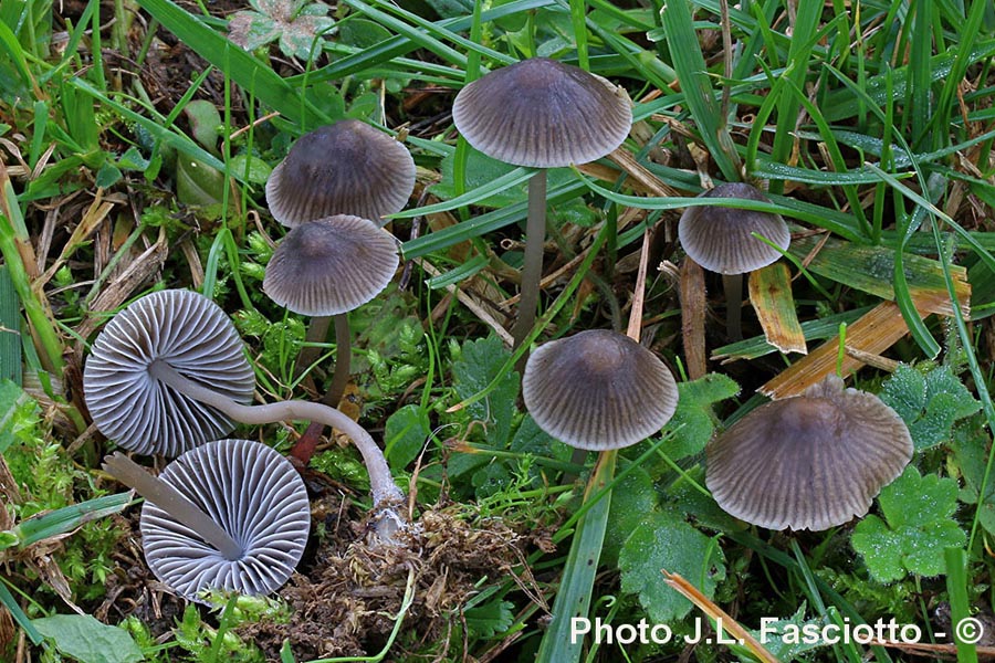 Mycena aetites