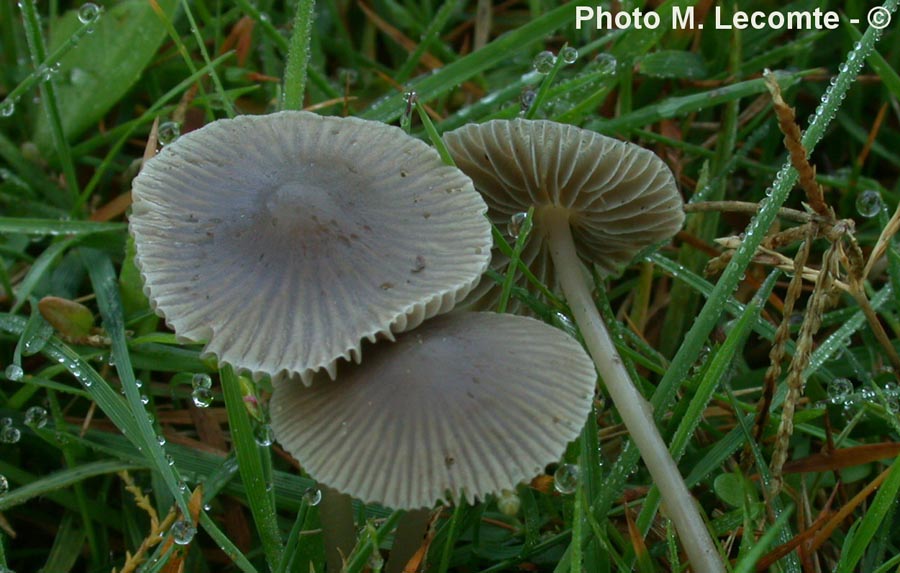 Mycena aetites