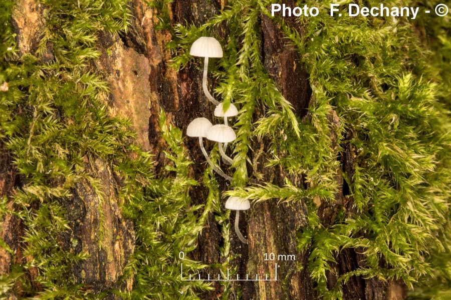 Mycena alba (Phloeomana alba)