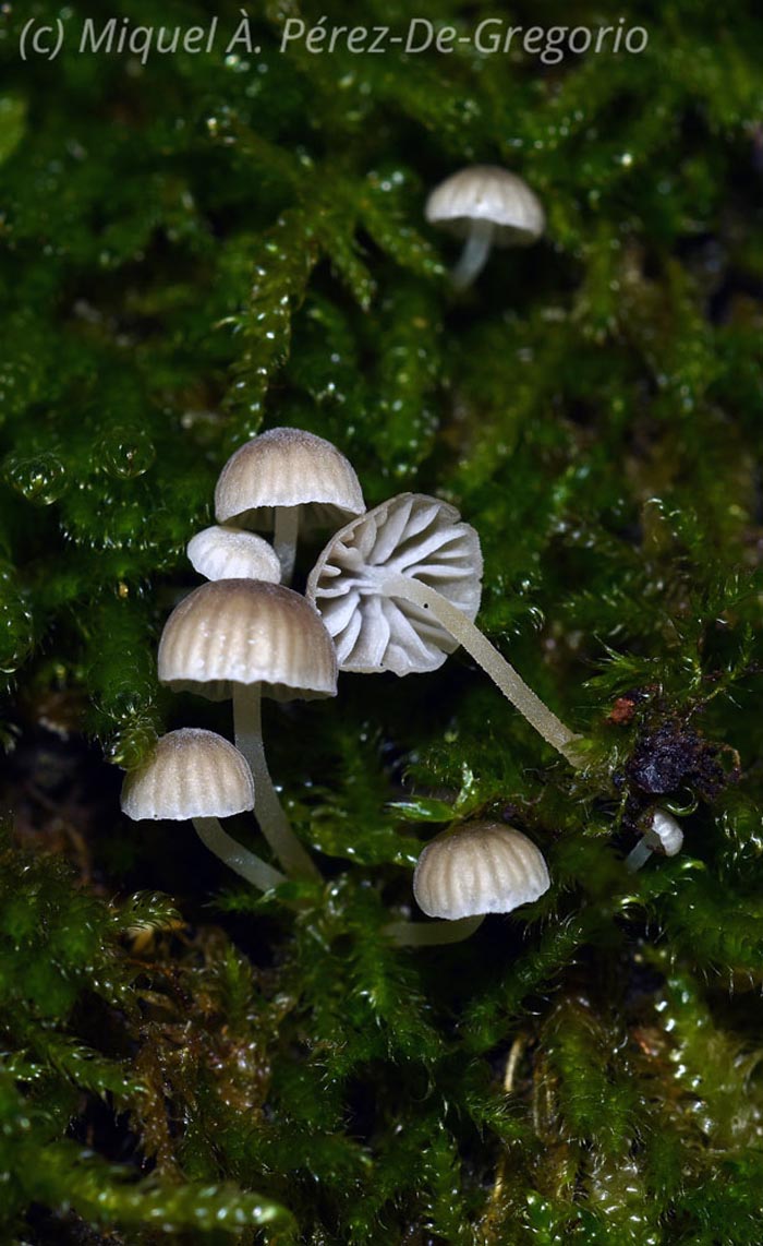 Mycena alba (Phloeomana alba)