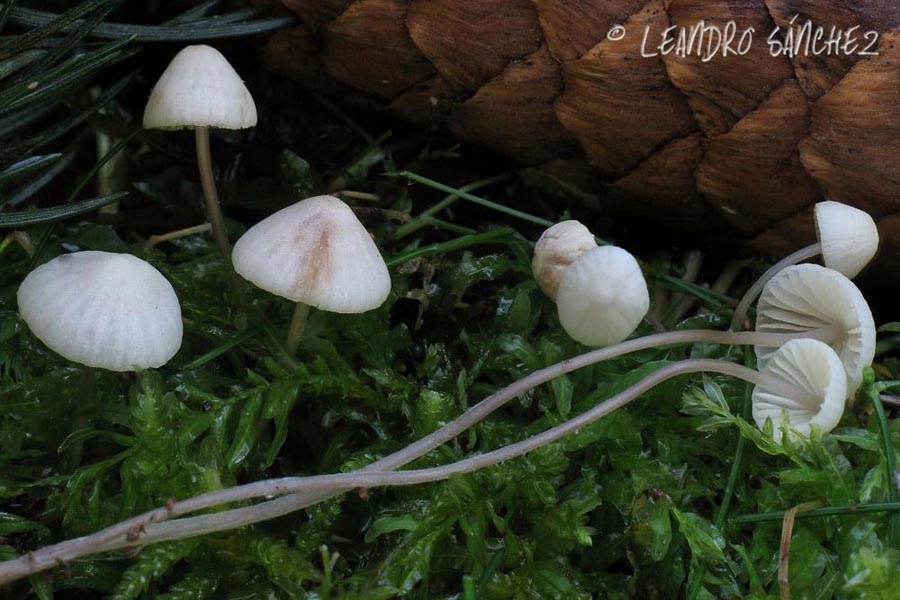 Mycena albida