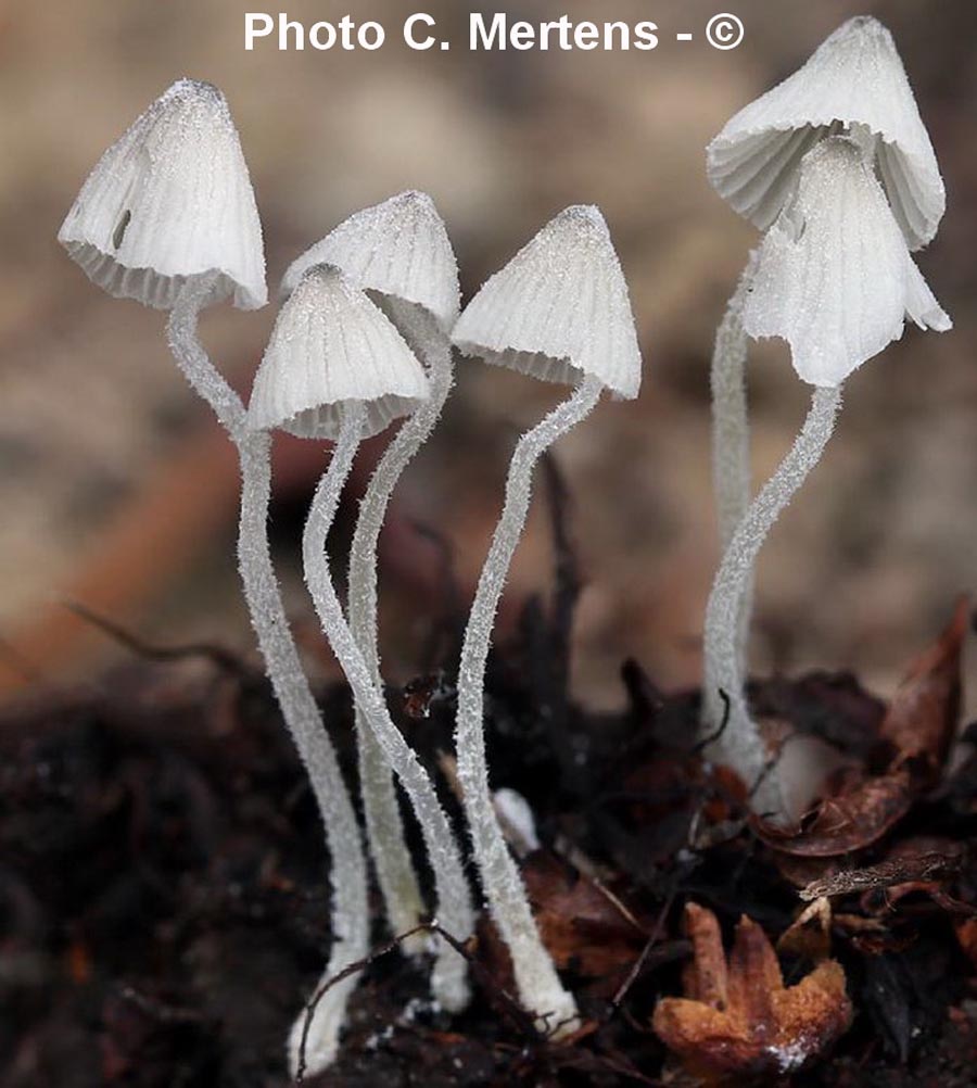 Mycena alphitophora