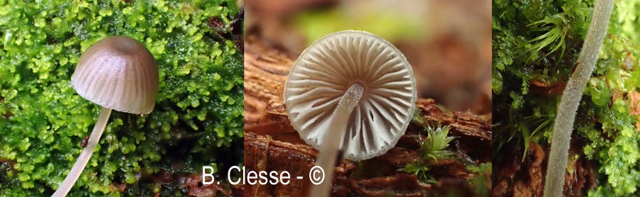 Mycena amicta