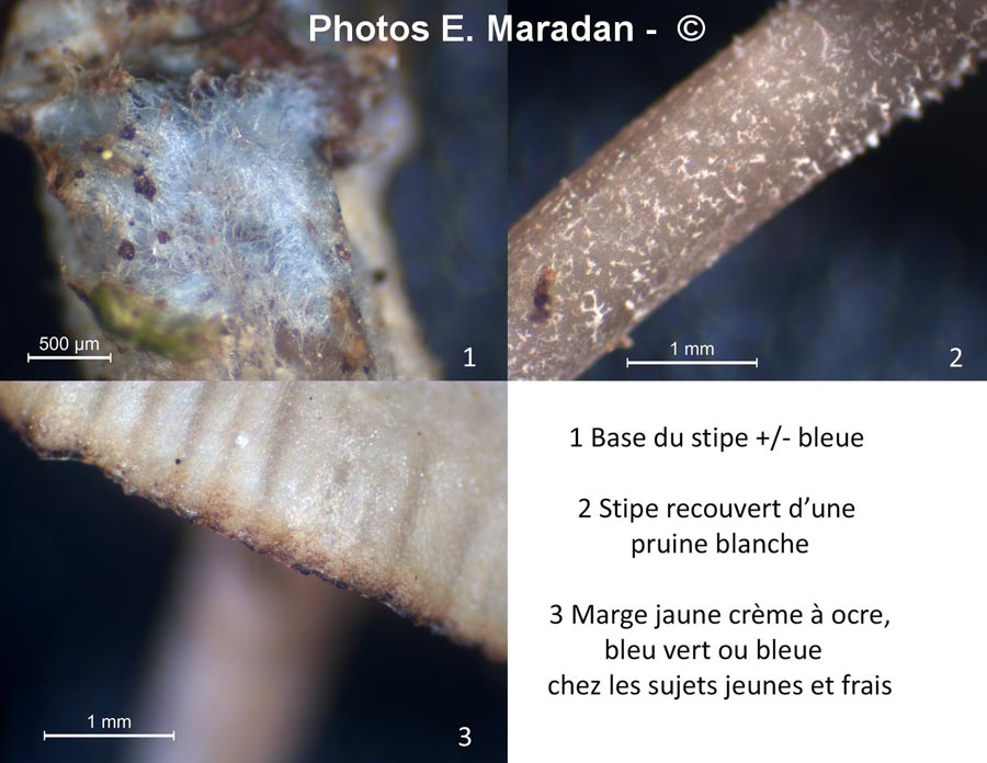 Mycena amicta