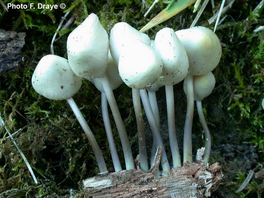 Mycena archangeliana