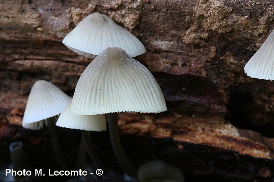 Mycena archangeliana