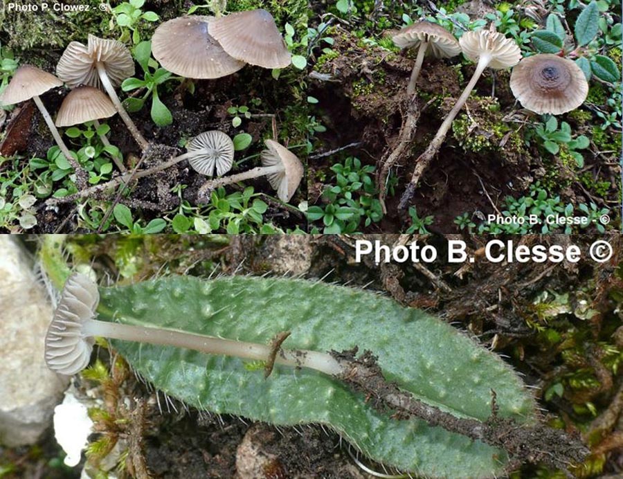 Mycena atropapillata