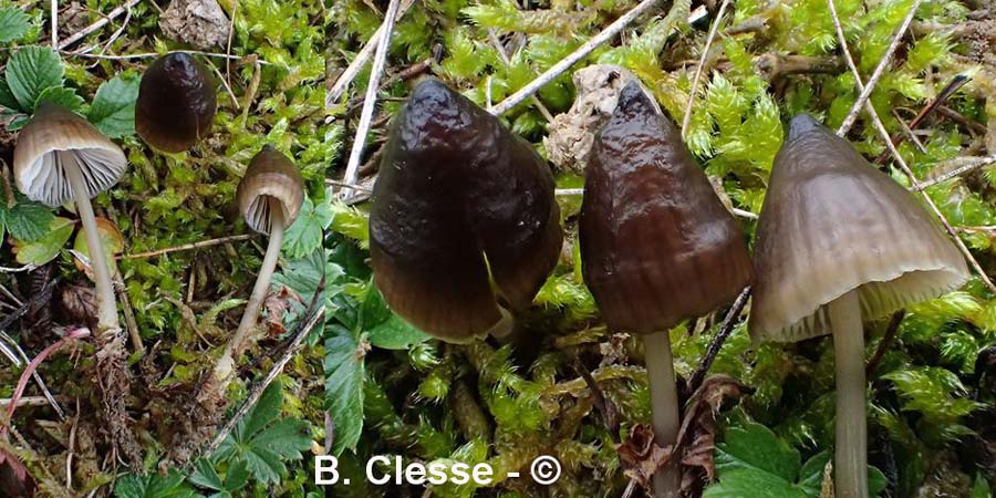 Mycena atropapillata