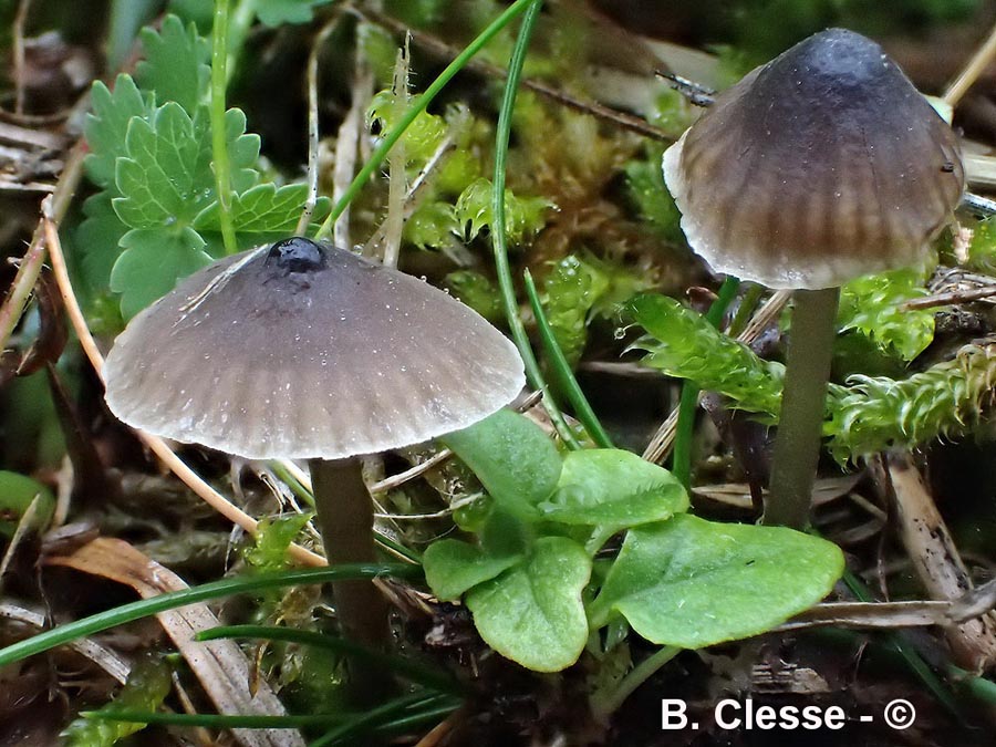 Mycena atropapillata