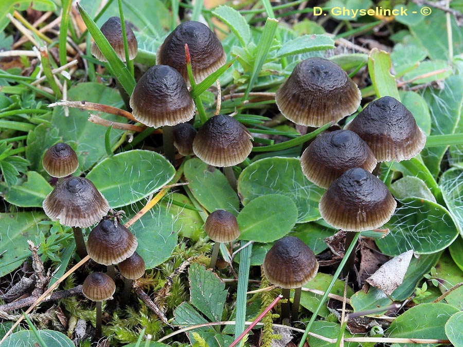 Mycena atropapillata