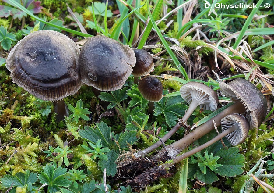 Mycena atropapillata