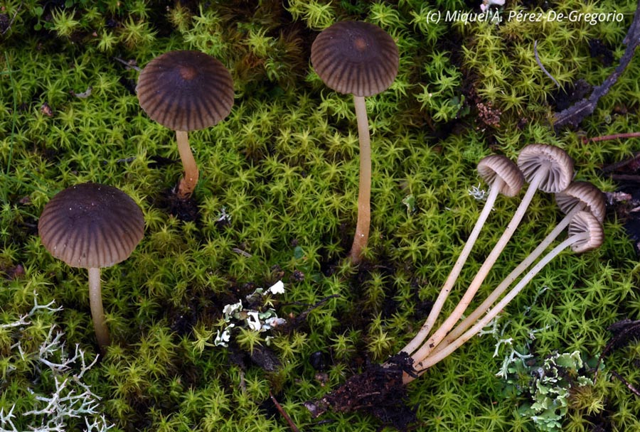 Mycena aurantiistipitata