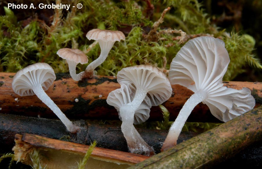 Mycena belliae