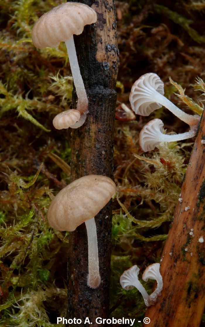 Mycena belliae