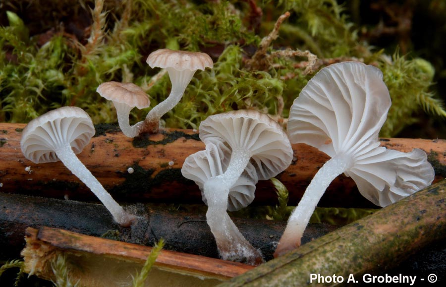 Mycena belliarum