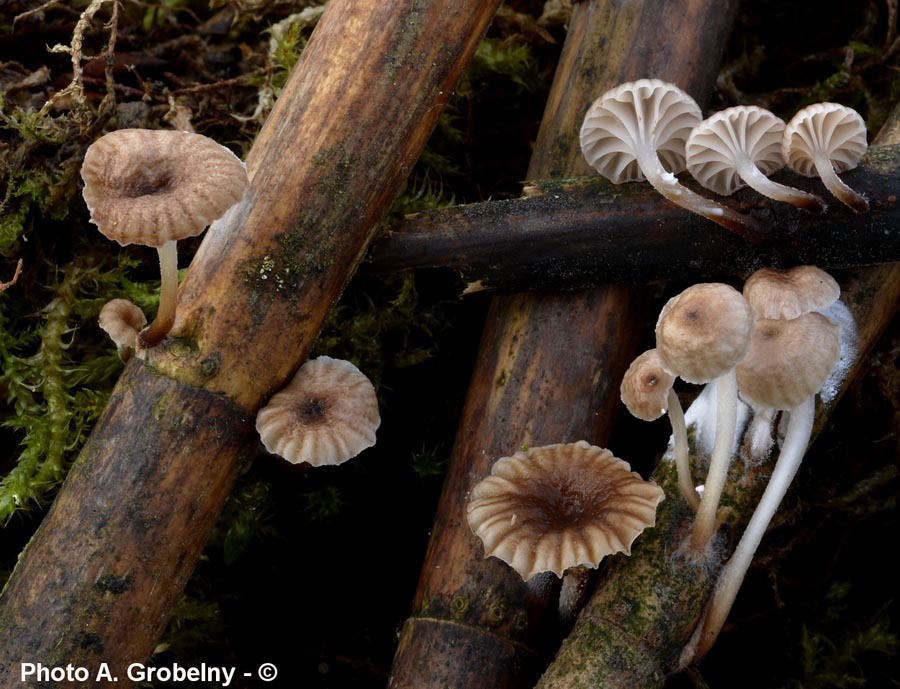 Mycena belliarum