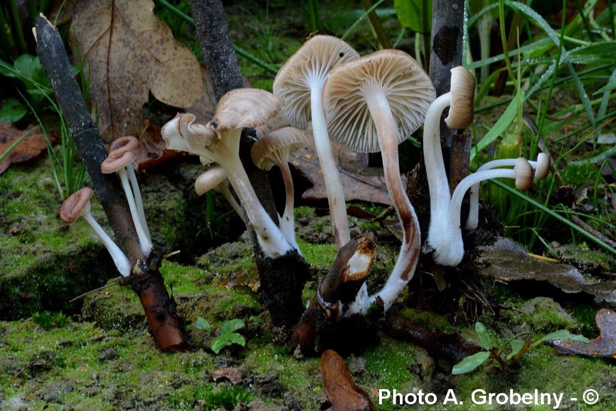 Mycena belliarum