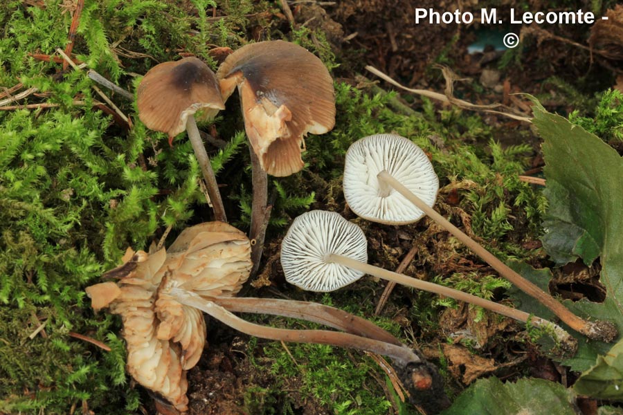 Mycena bryophila