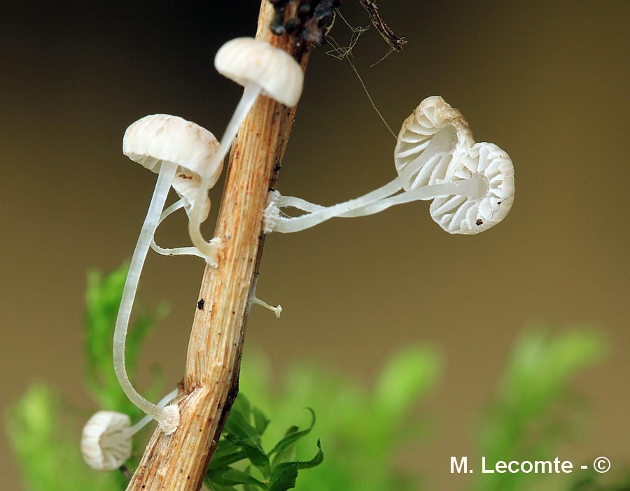 Mycena bulbosa