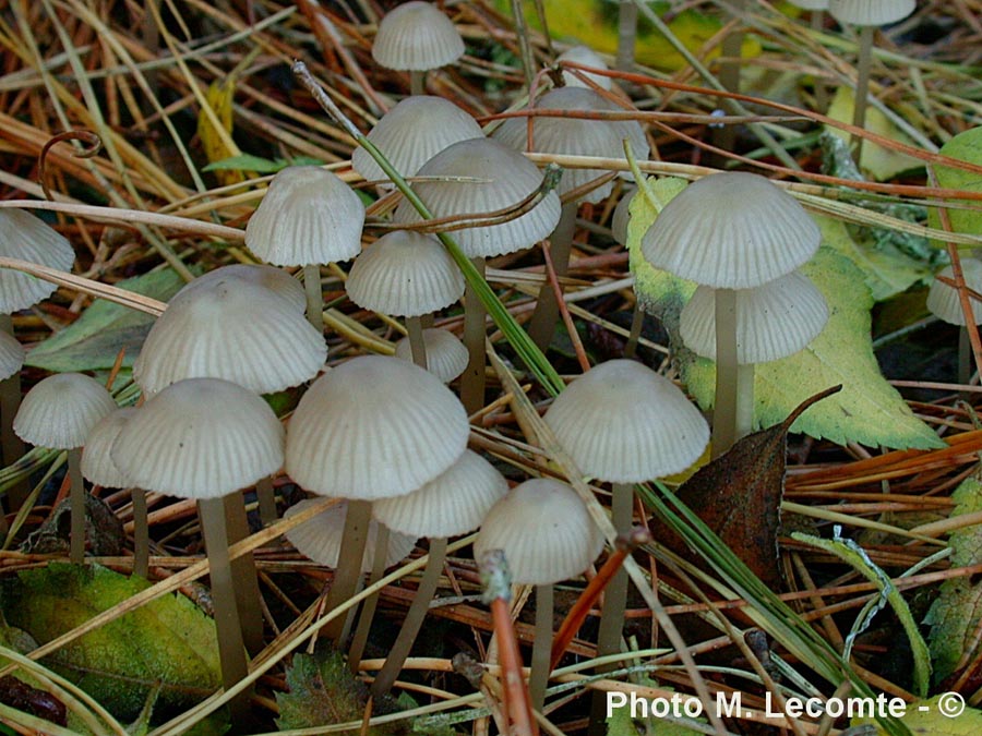 Mycena capillaripes