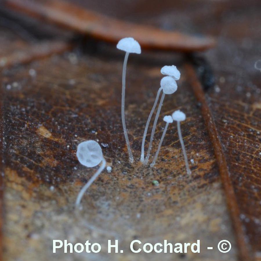 Mycena capillaris