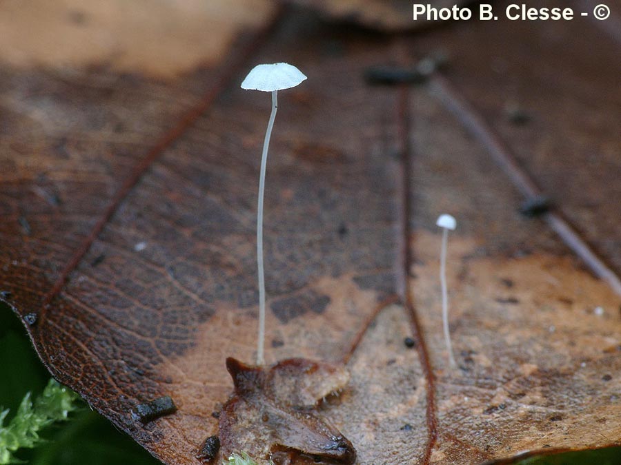 Mycena capillaris