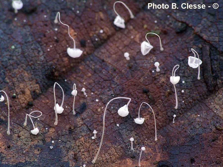 Mycena capillaris