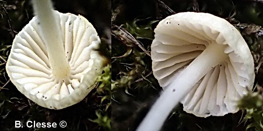 Mycena citrinomarginata