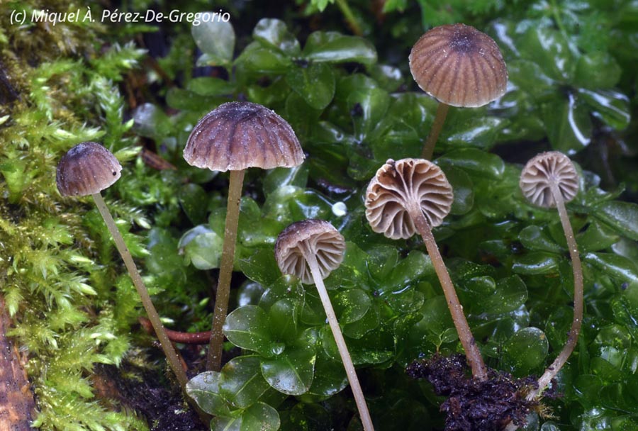 Mycena clavata