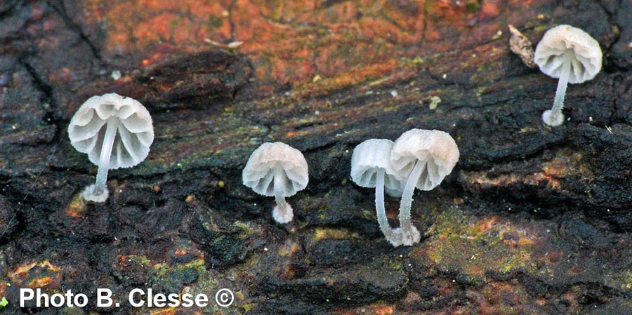 Mycena clavularis