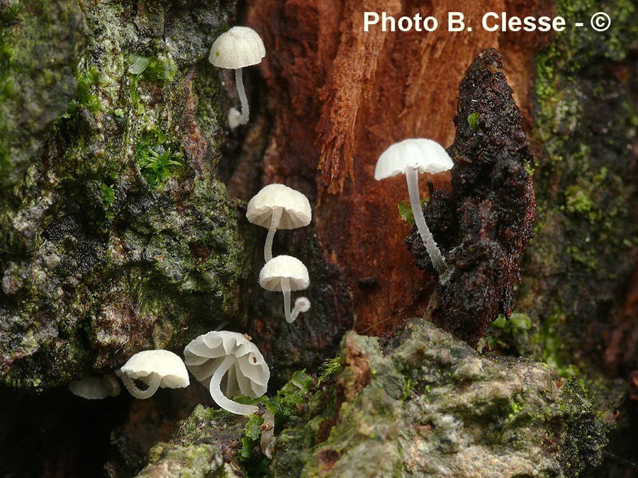 Mycena clavularis