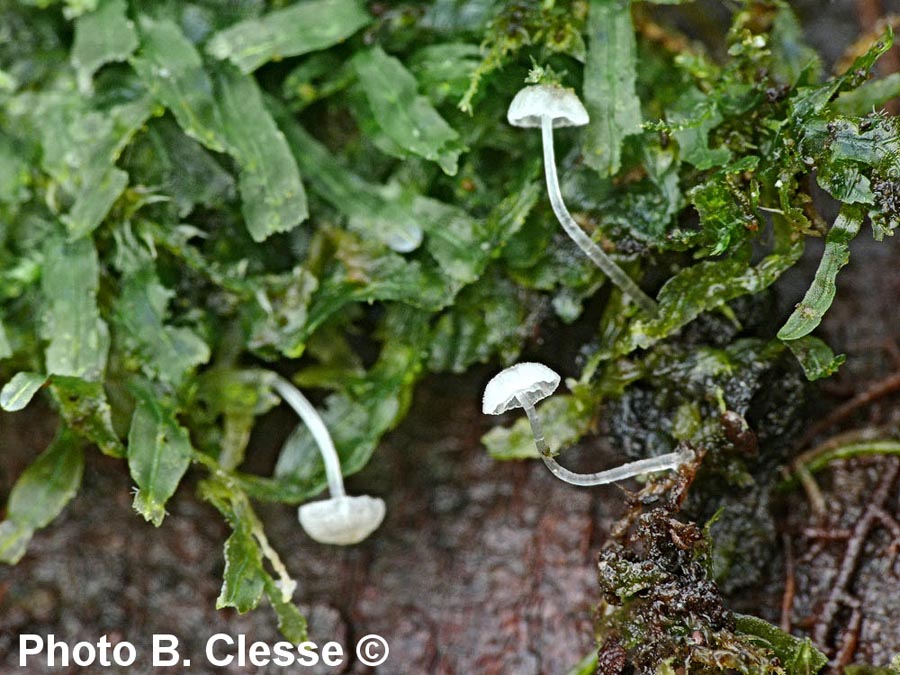 Mycena clavularis