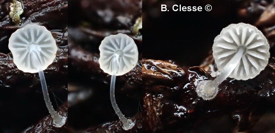 Mycena clavularis