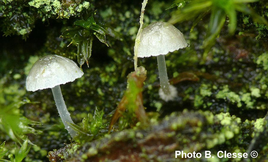 Mycena clavularis