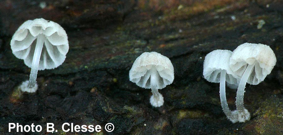 Mycena clavularis