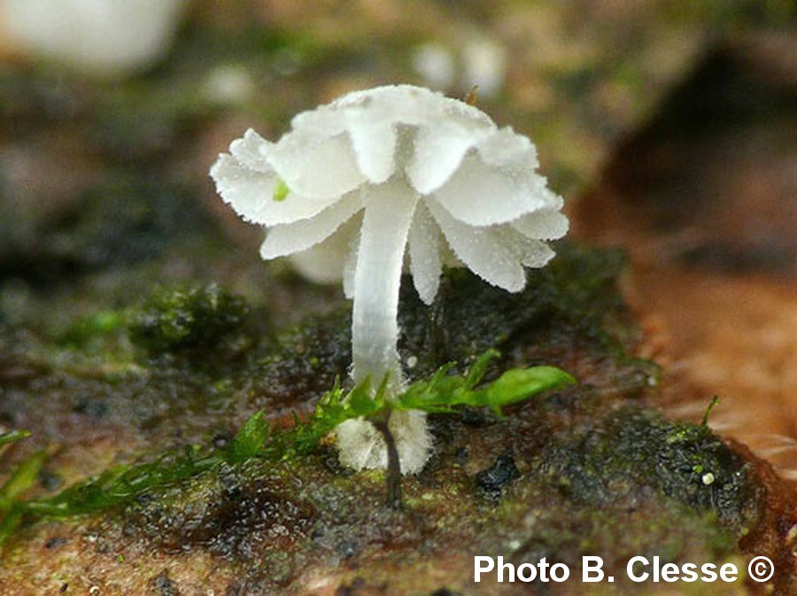 Mycena clavularis