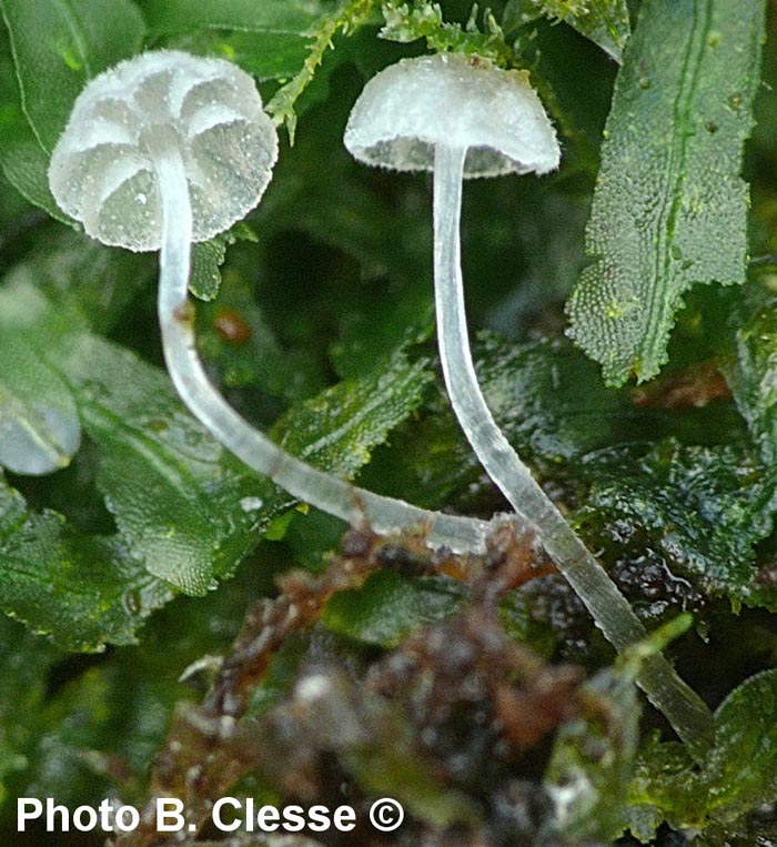 Mycena clavularis