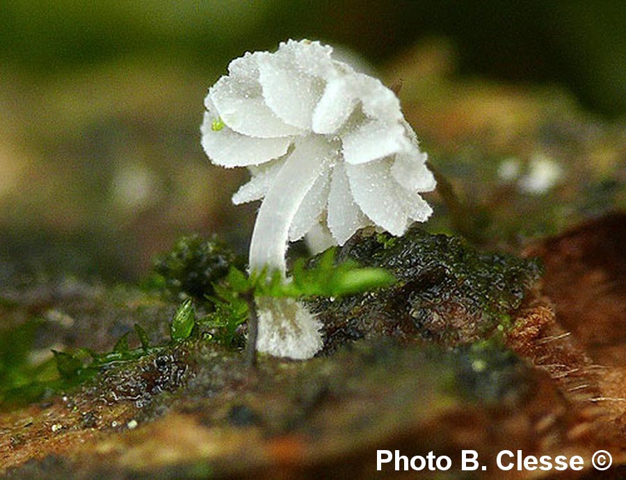 Mycena clavularis