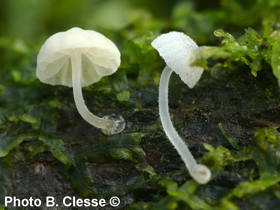 Mycena clavularis