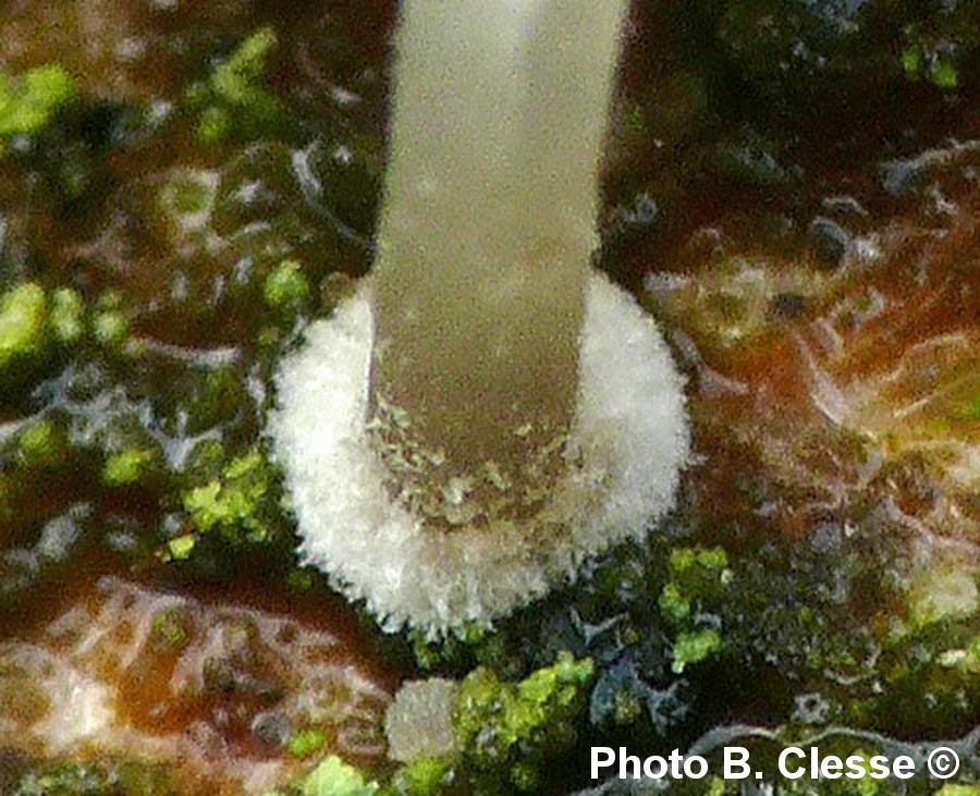 Mycena clavularis