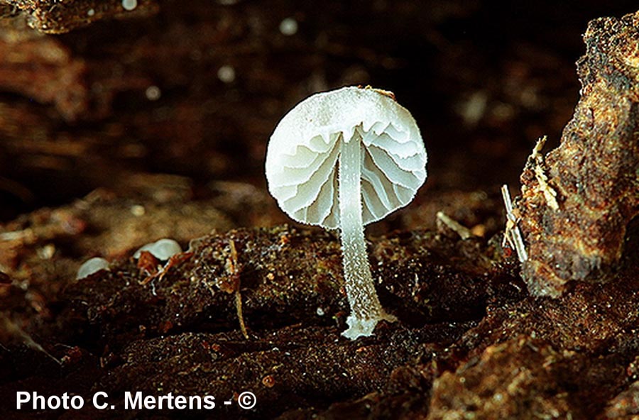 Mycena clavularis