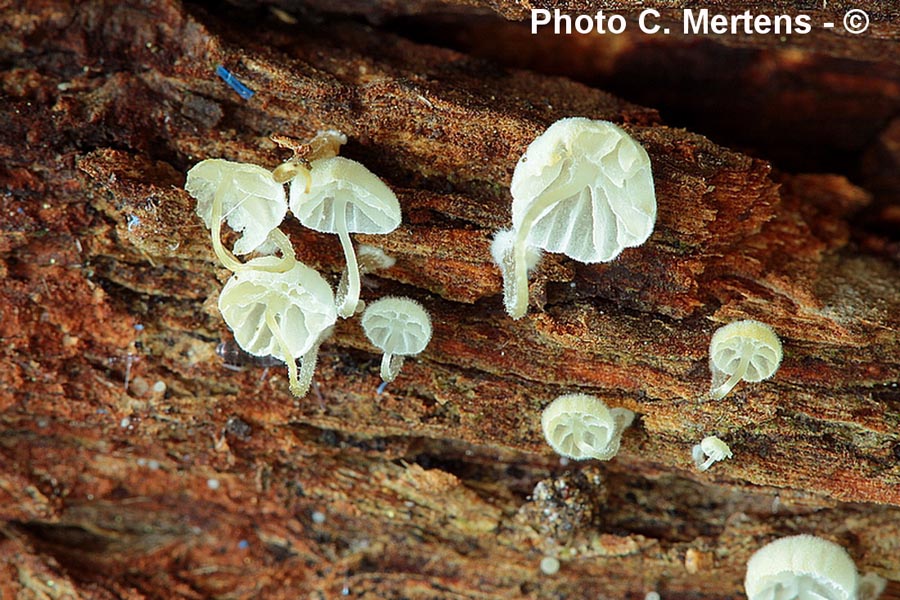 Mycena clavularis