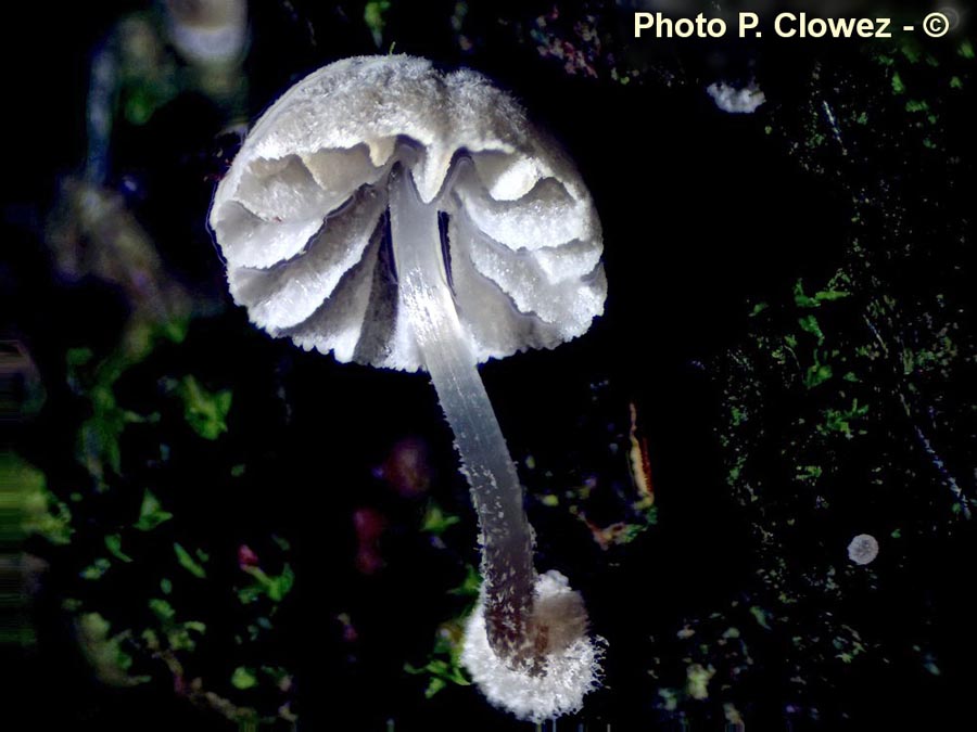 Mycena clavularis