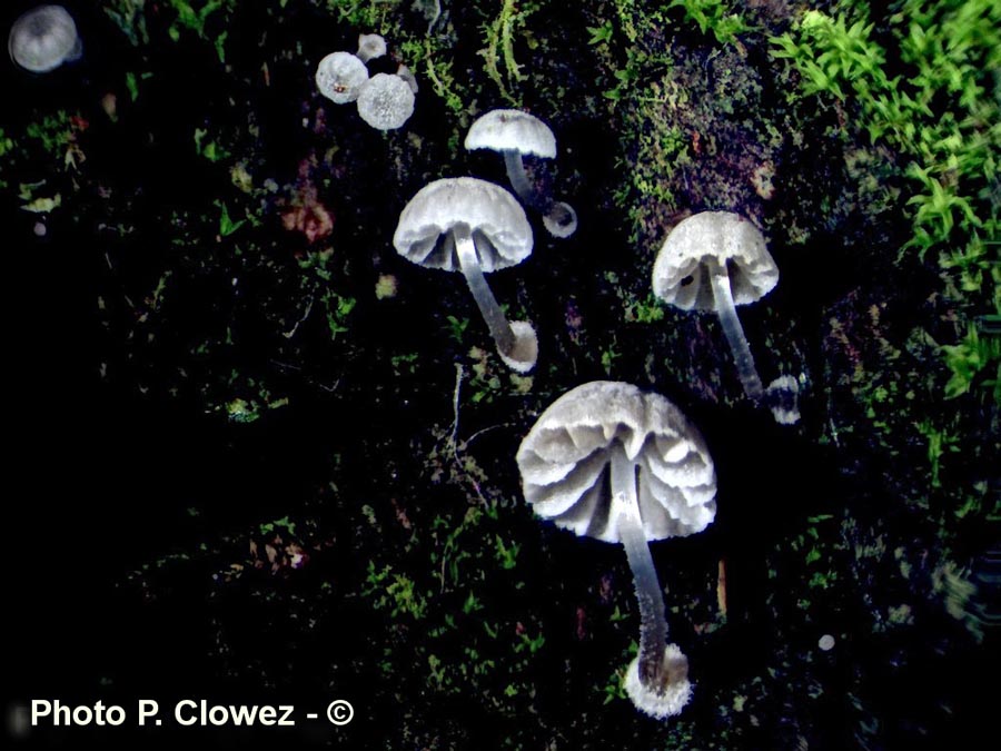 Mycena clavularis