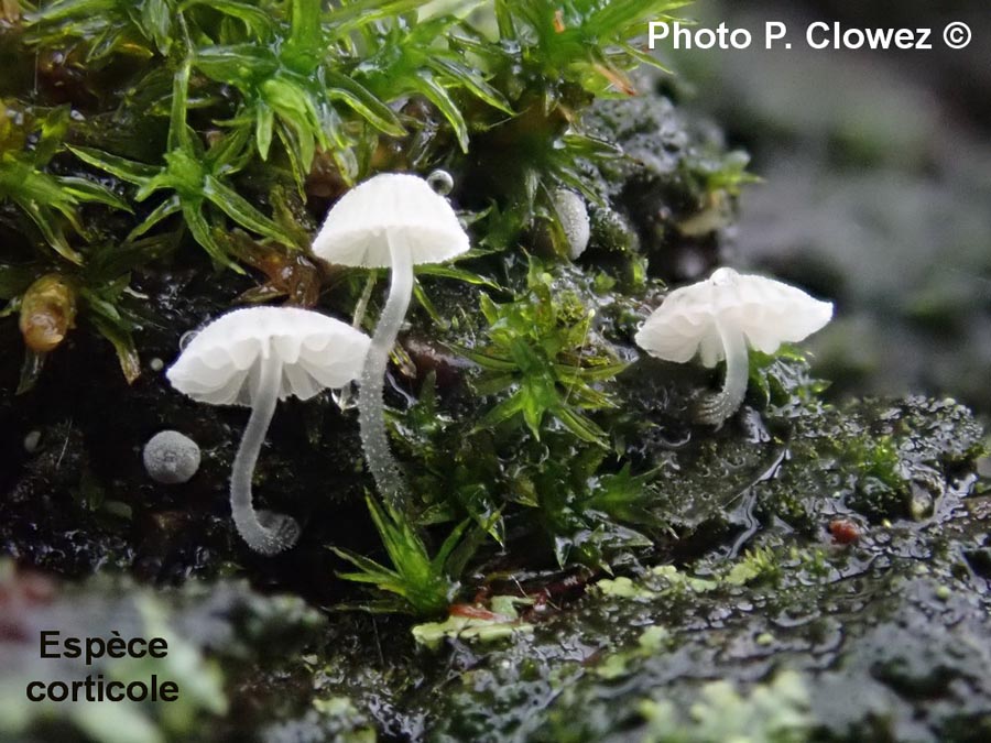 Mycena clavularis